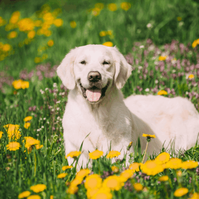 Wie du das richtige Spielzeug für deinen Hund auswählst